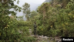 Le parc des Virunga en RDC.