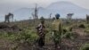 Dans cette partie du parc national des Virunga, la végétation était dense et verdoyante il y a peu.