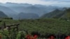 台湾阿里山(美国之音申华拍摄)