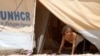 FILE - A Syrian refugee girl looks out from a tent amidst dust at Al Zaatri refugee camp in the Jordanian city of Mafraq, near the border with Syria, Aug. 13, 2012.