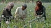 FILE - Afghan farmers harvest opium in Helmand province, Afghanistan, in April 2014. 