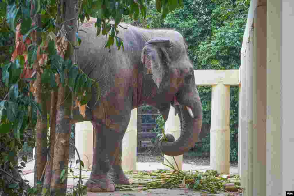 ដំរីឈ្មោះកាវ៉ាន (Kaavan) ដែលត្រូវបានគេស្គាល់ថាជាដំរីឯកោ បានចាប់ផ្តើមសម្របខ្លួនទៅនឹងស្ថានភាពរស់នៅ នៅដែនជម្រកសត្វព្រៃនៅកម្ពុជា ខេត្តឧត្តរមានជ័យ នៅថ្ងៃទី០១ ខែធ្នូ ឆ្នាំ២០២០។ (ខាន់ សុគុំមនោ/VOA)