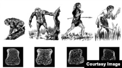 De gauche à droite : l'australopithèque, néandertalien et humain moderne. (AMNH / J. Steffey)