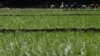 Planet-Warming Gases Make Some Food Less Nutritious, Study Says