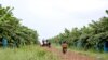 អាជ្ញាធរ​ខេត្ត​រតនគិរី​ថា​មនុស្ស​១០​នាក់ ​មាន​ទាំង​កម្មករ​ចម្ការ​ចេក​ផង​ ស្លាប់​ដោយ​សារ​ពុល​ស្រា​