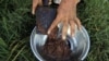 FILE - Raw opium from a poppy head is seen at a poppy farmer's field on the outskirts of Jalalabad, afghanistan.
