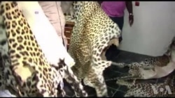 Côte d'Ivoire : saisie de 60kg d'ivoire et des peaux de panthères (vidéo)