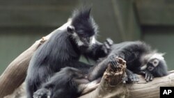 Un singe Langur de François, également connu sous le nom de singe feuille, semble profiter d'une séance de toilettage au zoo Henry Doorly à Omaha, Neb., Jeudi 19 mai 2005. Les singes Langur de François sont originaires de Chine, du Laos et du Viet Nam Nam. (Photo AP/Nati Harnik)