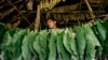 HRW: Indonesian Children Endangered Working in Tobacco Fields