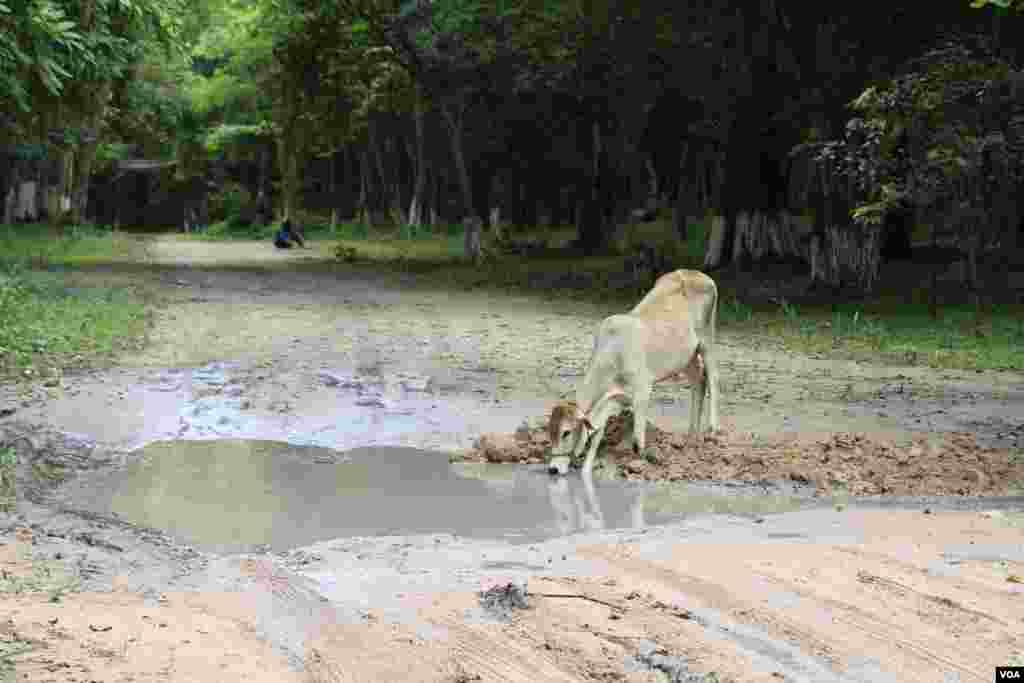 គោផឹកទឹក ដែលដក់លើផ្លូវមួយនៅក្នុងបរិវេណតំបន់ប្រាសាទសំបូរព្រៃគុក កាលពីថ្ងៃទី១៣ ខែកក្កដា ឆ្នាំ២០១៧។ (ស៊ុន ណារិន/VOA)