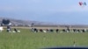TV Thumbnail - US FARM WORKERS IMMIGRATION