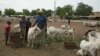 Tabaski: au Sahel, le commerce de moutons mis en péril par la "maudite" guerre