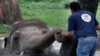 'World's Loneliest Elephant' OK'd to Leave Zoo for New Life