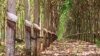 កៅ​ស៊ូ​ដែល​ត្រូវ​បាន​ចៀរ​យក​ជ័រ​ នៅ​ក្នុង​ចំការ​មួយ ក្នុង​ស្រុក​ពេជ្រាដា​ ​ខេត្ត​មណ្ឌល​គិរី ​ថ្ងៃ​ទី១០​ ខែ​មីនា ឆ្នាំ​២០១៥។ ខេត្ត​មណ្ឌល​គិរី​គឺ​ជា​ខេត្ត​ដែល​មាន​ផ្ទៃ​ដី​ធំ​ជាង​គេ​នៅ​ក្នុង​ប្រទេស​កម្ពុជា​និង​គ្រប​ដណ្តប់​ដោយ​ព្រៃ​ឈើ​ ប៉ុន្តែ​មាន​ប្រជាជន​តិច​ជាង​គេ​ ហើយ​ភាគ​ច្រើន​គឺ​ជា​ជនជាតិ​ព្នង។​ (នូវ​ ពៅ​លក្ខិណា​/VOA)