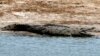 Un crocodile abattu après avoir créé la panique dans une ville du Zimbabwe