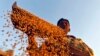 FILE - Farmer sifts wheat crop at a farm on the outskirts of western Indian city of Ahmedabad.