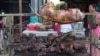 Campaigners Hope To Curb Eating of Dog and Cat Meat 