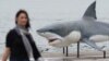 A 7.4 meter great white shark replica floats into Sydney Harbor, Nov. 26, 2013.
