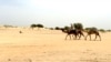Des voyageurs à dos de chameaux à la sortie du camp de Dar Es Salam à Baga-Sola (ouest du Tchad).