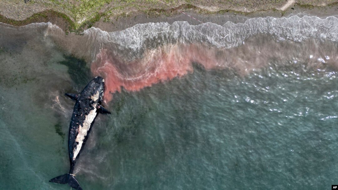 Una ballena muerta es remolcada lejos de la costa cerca de Puerto Madryn, Argentina, el 4 de octubre de 2022.