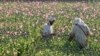 FILE - Afghan farmers harvest raw opium at a poppy field in Zhari district of southern Kandahar province, Afghanistan, April 11, 2016.