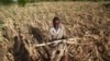 Un champ de maïs au Malawi touché par la sécheresse en 2024. (AP)