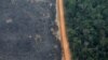 Environmentalists: Life on Earth Hinges on Restoration of World’s Forests