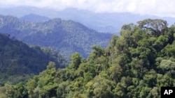 Forêt tropicale au cœur du Sarawak au-dessus du niveau de la mer à 2500 pieds, le jeudi 13 décembre 2007. (Photo AP / Vincent Thian)