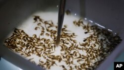 Des recherches du laboratoire Oxitec, au Brésil, sur des moustiques Aedes aegypti vecteurs du virus Zika. 1er février 2016. (AP Photo/Andre Penner)