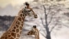 Les girafes n'attaquent généralement pas les humains.