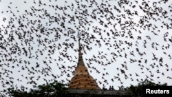 រូបឯកសារ៖ សត្វប្រចៀវ ហើរ​ចេញ​ពី​ល្អាង​មួយ​នៅ​ក្បែរ​វត្ត Khao Cong Phran ដើម្បី​រក​ចំណី​នៅ​ពេល​ព្រលប់​នៅ​ខេត្ត​រ៉ាចាបូរី ចម្ងាយ​ប្រមាណ​១៣០ គីឡូម៉ែត្រ ភាគខាងលិច​ទីក្រុង​បាងកក កាលពី​ថ្ងៃ​ទី១៤ ខែកញ្ញា ឆ្នាំ២០០៩។