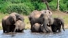 Un touriste meurt piétiné par des éléphants en Afrique du Sud