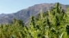 Plus de 80 tonnes de haschich saisies depuis début 2016 au Maroc