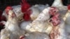 Maputo confirma primeiro óbito por gripe das aves