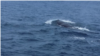A pair of sperm whales, the largest toothed predator on earth, has been sighted for the first time in Pakistani waters off the coast of southwest Baluchistan province, Sept 12, 2017. (Photo: A. Gul / VOA)