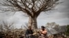 Annah Muvhali, 55 ans, et Cristina Ndou, récolteuses de fruits baobabs, ont récolté des fruits de baobab dans le village de Muswodi Dipeni, dans la province du Limpopo, près de Mutale, le 28 août 2018.