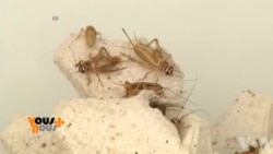 L'huile d'Insecte