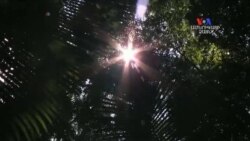 SHORT VIDEO: Ամազոնի անտառներում կառուցված աստղադիտարանը