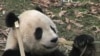 Naissance d'un bébé panda au zoo de Washington