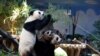 在中国广州长隆野生动物园，世界上唯一的大熊猫三胞胎萌萌、帅帅和酷酷2018年7月29日过生日，他们四岁了。
