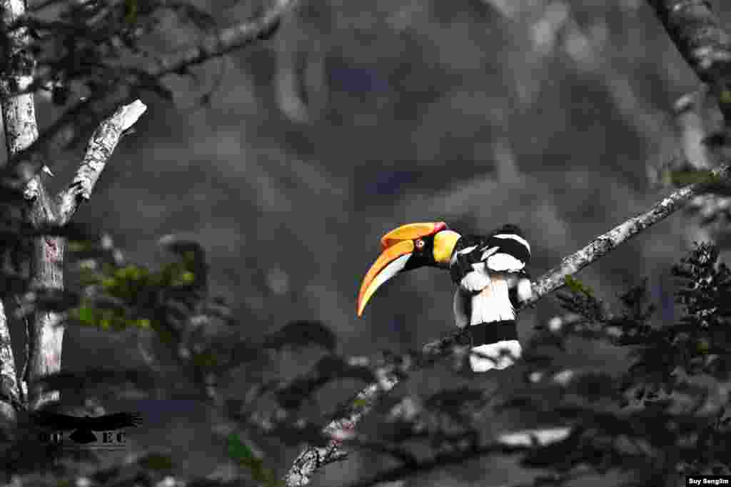The Great Hornbill is a globally near-threatened resident of hill evergreen and semi-evergreen is a canopy species and a symbol of healthy forest. (Photo by Suy Senglim) 