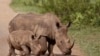 Caçadores furtivos abatem 200 rinocerontes em Moçambique