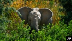 Les pachydermes seront transférés du parc national Liwonde, à plus de 350 km au sud.