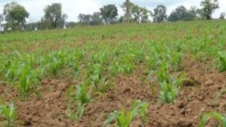 União Europeia e ADRA ajudam agricultores em Malanje 1:22