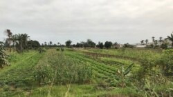 angola benguela agricultura