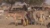 Un âne au Niger, le 8 mars 2019. (VOA/Abdoul-Razak Idrissa)