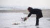 FILE - A woman puts flowers into the sea to pray for victims of the 2011 earthquake and tsunami in Sendai, northern Japan, March 11, 2016. 