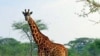 Animal-Human Conflict Rages in Eastern Rwanda