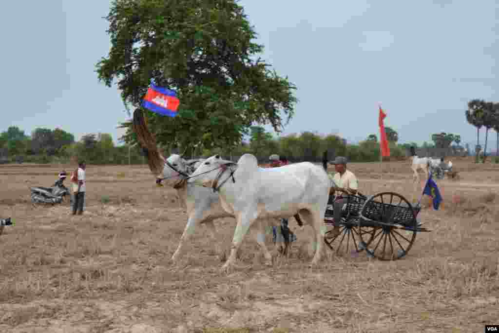 សមាសភាពគោ និងអ្នកបរចូលរួមក្នុងការប្រណាំងរទេះសាឡីគោនៅឃុំរលាំងគ្រើល ស្រុកសំរោងទោង ខេត្តកំពង់ស្ពឺ កាលពីថ្ងៃទី០៧ ខែមេសា ឆ្នាំ២០១៩។ (ណឹម សុភ័ក្រ្តបញ្ញា/VOA)