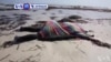VOA60 Afrique du 03 juin 2016